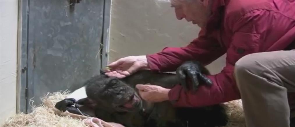 Ετοιμοθάνατος χιμπατζής αναγνωρίζει μετά από χρόνια τον άνθρωπο που τον φρόντιζε (βίντεο)