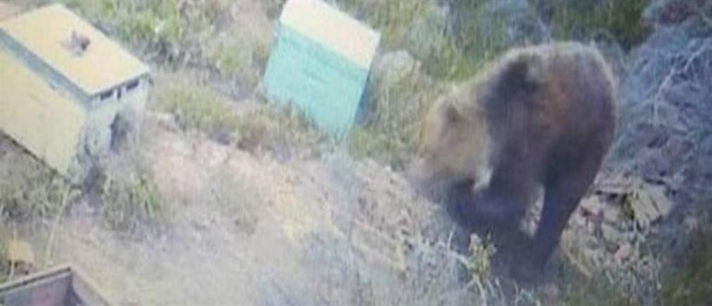 Χαλκιδική: Αρκούδα κυκλοφορεί ελεύθερη και τρώει τα μελίσσια (εικόνες)