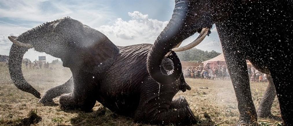 Η ξηρασία σκοτώνει τους ελέφαντες