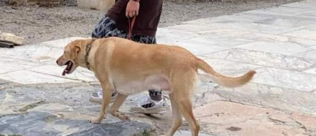 Ιταλία: Με ανάλυση DNA ο εντοπισμός όσων αφήνουν περιττώματα σκύλων στο δρόμο