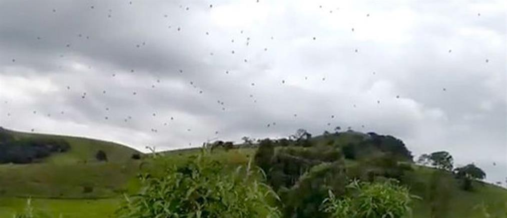 Τρομακτικό βίντεο με “βροχή” από αράχνες