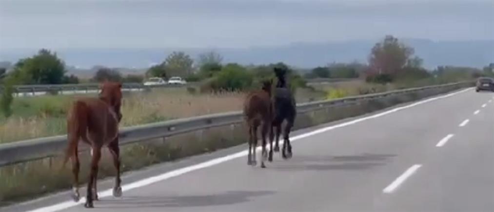 Εθνική Οδός: Άλογα έτρεχαν στον δρόμο