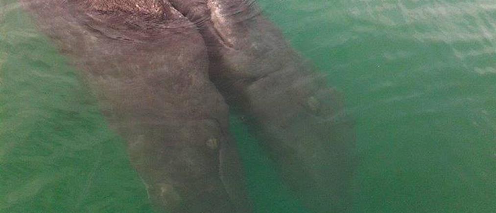 Σιαμαίες φάλαινες βρέθηκαν νεκρές σε ακτή του Μεξικού