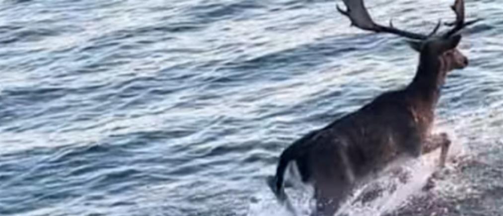 Λέσβος: Ελάφι κολυμπάει στον Κόλπο της Γέρας (βίντεο)