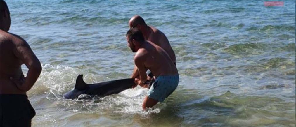 Κοκκίνη Χάνι: δελφίνι ξεψύχησε λόγω αποπροσανατολισμού (βίντεο)