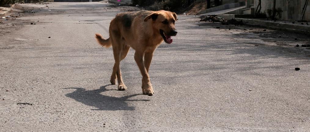 Κακοποίηση ζώου: Έκοψε με ψαλίδι τα αυτιά σκύλου