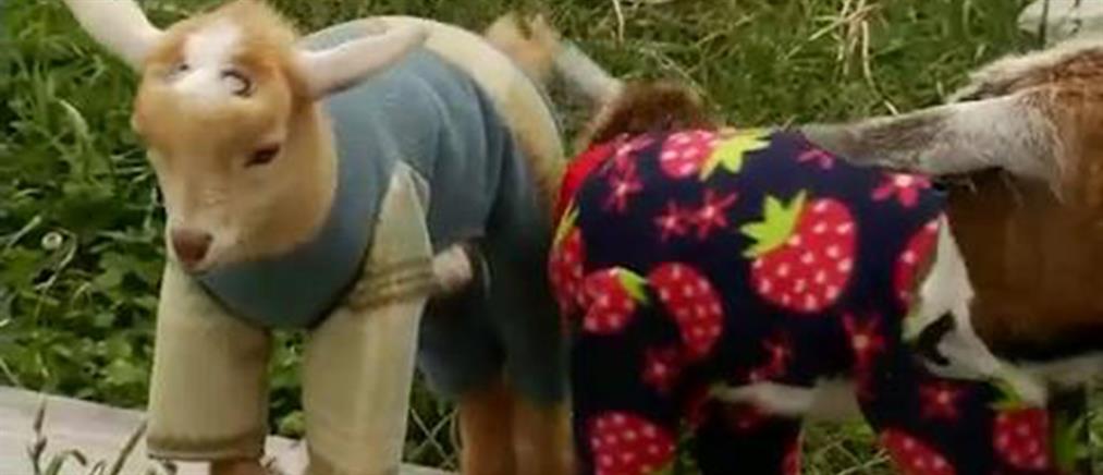 Κατσικάκια χοροπηδούν με τις πιτζάμες τους σε φάρμα (viral βίντεο)