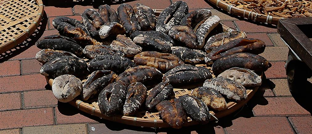 Κυλλήνη: Κατασχέθηκαν 760 κιλά θαλάσσια αγγούρια ... με αξία “μαμούθ”
