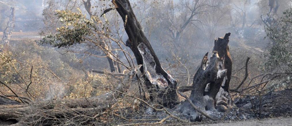 “Στάχτη” έγιναν 35.000 μαστιχόδεντρα στη Χίο