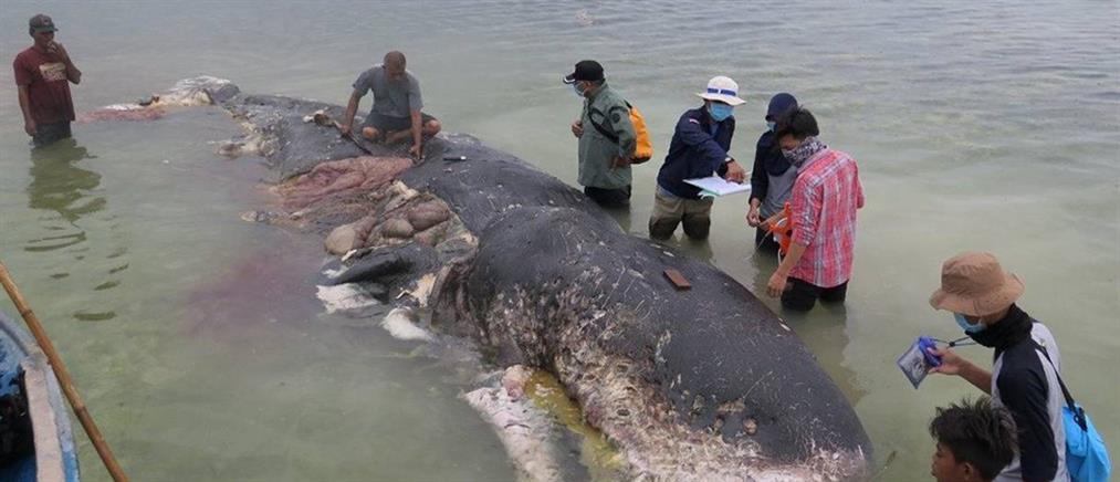 Εικόνες σοκ: Ξεβράστηκε φάλαινα με 1000 πλαστικά κομμάτια στο στομάχι της