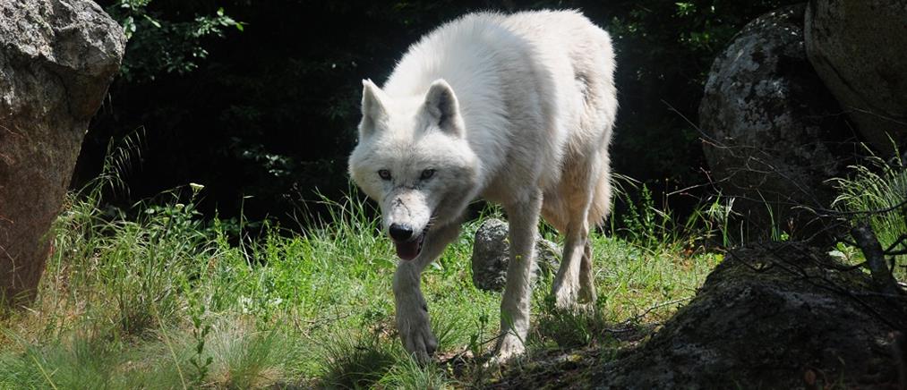 Διόνυσος: Άκρως επιθετικό είδος ο λύκος που κυκλοφορεί