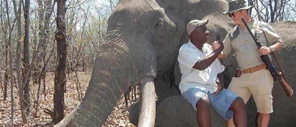 Γερμανός κυνηγός σκότωσε έναν από τους μεγαλύτερους ελέφαντες στην Αφρική