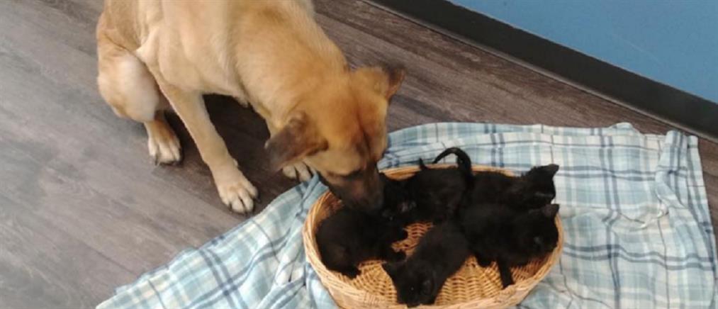 Αδέσποτη σκυλίτσα έσωσε από βέβαιο θάνατο νεογέννητα γατάκια