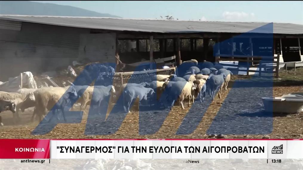 Ευλογιά: Αγωνία των κτηνοτρόφων και γκρίνια για τα μέτρα της Πολιτείας