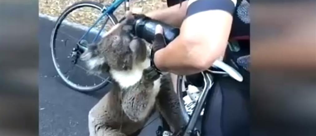 Viral το διψασμένο κοάλα που γλίτωσε από τις φωτιές στην Αυστραλία (βίντεο)