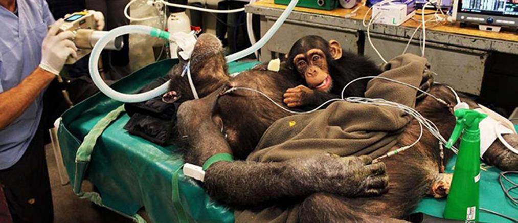 Το μωρό χιμπατζής δεν άφησε τη μητέρα του να μπει στο χειρουργείο μόνη