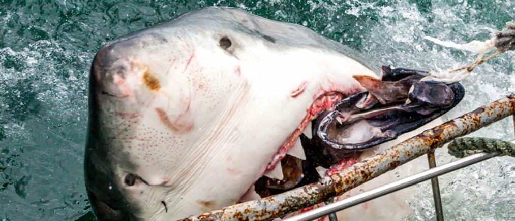 Λευκός καρχαρίας κατασπάραξε σέρφερ στην Αυστραλία (βίντεο)