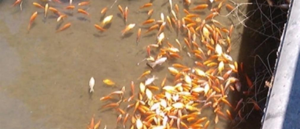 Εκατοντάδες νεκρά ψάρια στο Φράγμα Αποσελέμη (εικόνες)