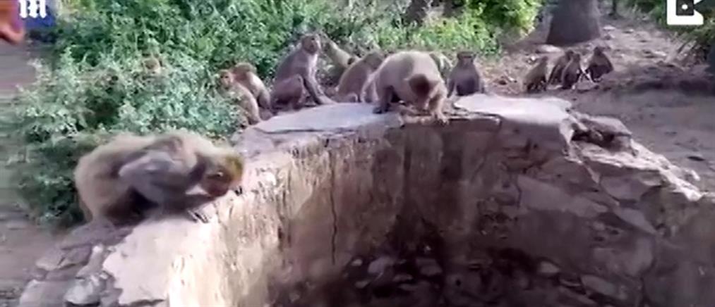 Μαϊμούδες έσωσαν λεοπάρδαλη από βέβαιο θάνατο (βίντεο)