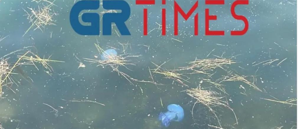Γαλάζιες μέδουσες κολυμπούν στα ρηχά του Θερμαϊκού (βίντεο)