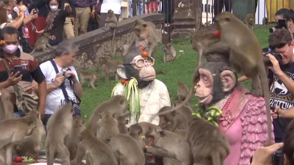 Φεστιβάλ για πίθηκους στην Ταϊλάνδη