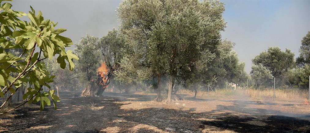 Φωτιά στην Αχαΐα: Εκκένωση χωριών και διακοπή της κυκλοφορίας (εικόνες)