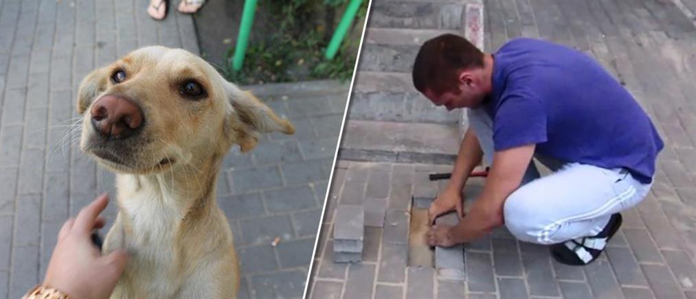 Δημοτικοί υπάλληλοι «έχτισαν» έγκυο σκυλίτσα κάτω από πεζοδρόμιο (βίντεο)