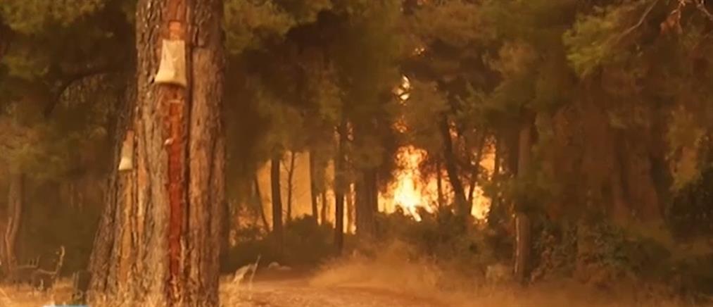 Φωτιά στην Εύβοια - Ρητινοσυλλέκτες στον ΑΝΤ1: δεν έχουμε παρόν, ζητάμε ένα “μέλλον” (βίντεο)