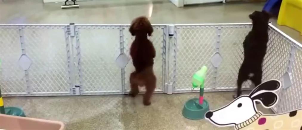Απίστευτη χορευτική επίδειξη από σκύλο (ΒΙΝΤΕΟ)