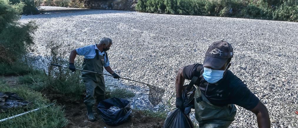 Κασσελάκης: Τα νεκρά ψάρια είναι η ταφόπλακα της Μαγνησίας