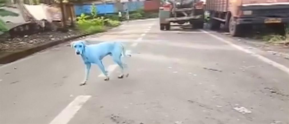 Μυστήριο με τα μπλε αδέσποτα σκυλιά (βίντεο)