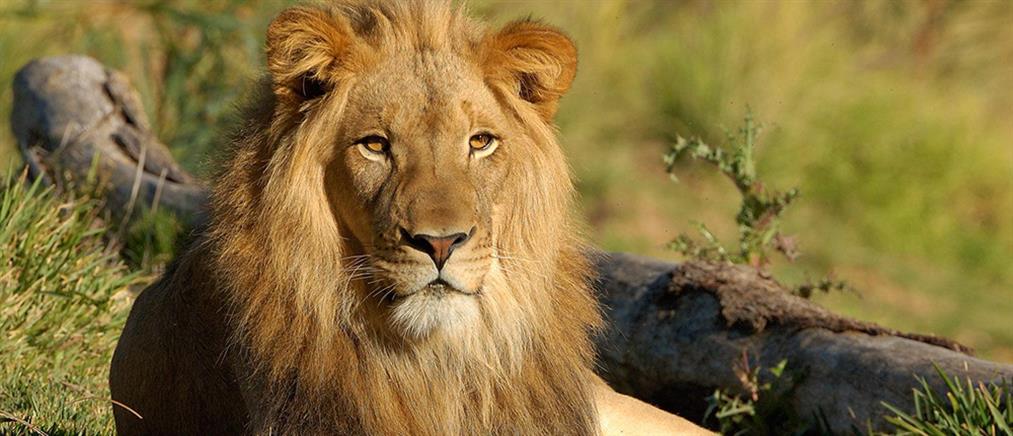 Μετά την καμηλοπάρδαλη σκότωσαν και 4 λιοντάρια