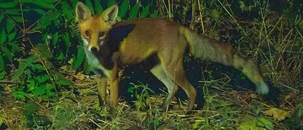 Ηλεία: Σκότωσαν αλεπού και την κρέμασαν από περίφραξη