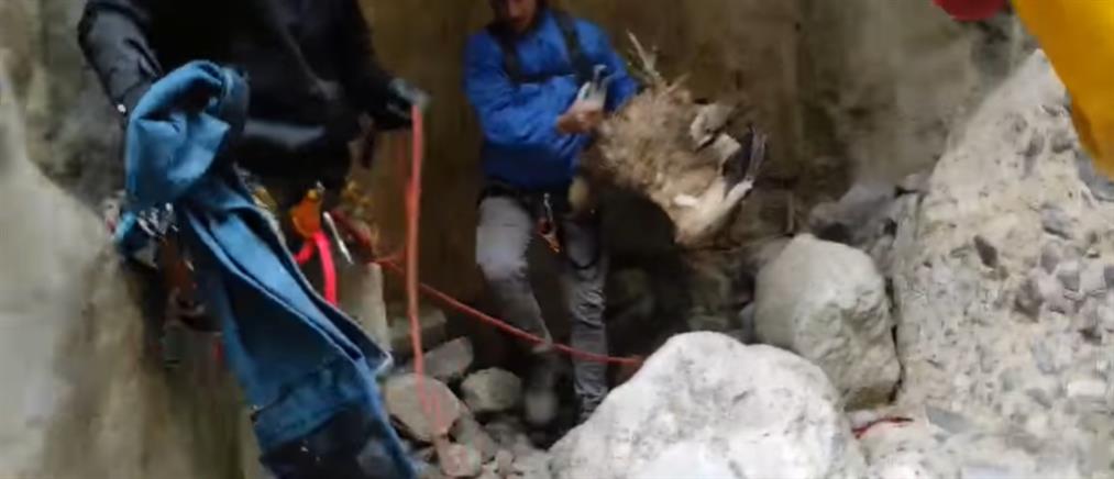 Κρήτη: Διάσωση γύπα στο φαράγγι της Εργάνου (βίντεο)