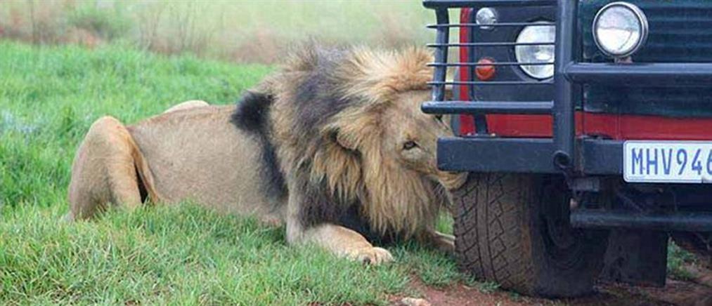 Πεινασμένα λιοντάρια τρώνε τα λάστιχα αυτοκινήτου τουριστών! (φωτο)