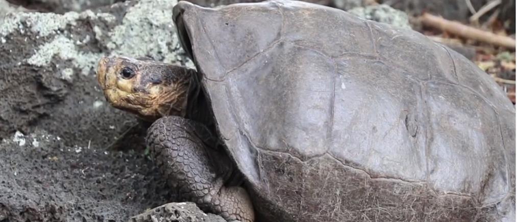 Γκαλαπάγκος: εντοπίστηκε χελώνα που θεωρούνταν εξαφανισμένο είδος (βίντεο)