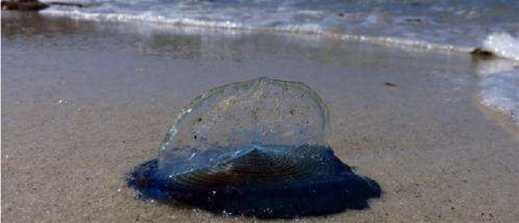 Μυστηριώδη μπλε πλάσματα γέμισαν τις ακτές της Βαρκελώνης!