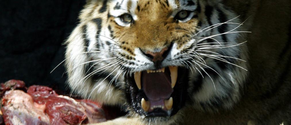 Φονική επίθεση τίγρης σε ζωολογικό κήπο