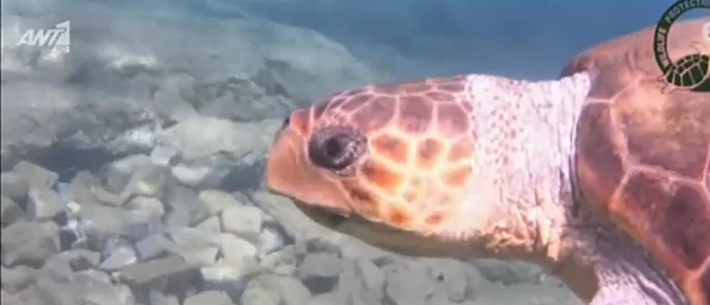 Μωβ μέδουσες Vs “Μάριος”: Η θαλάσσια χελώνα που τις εξολοθρεύει!