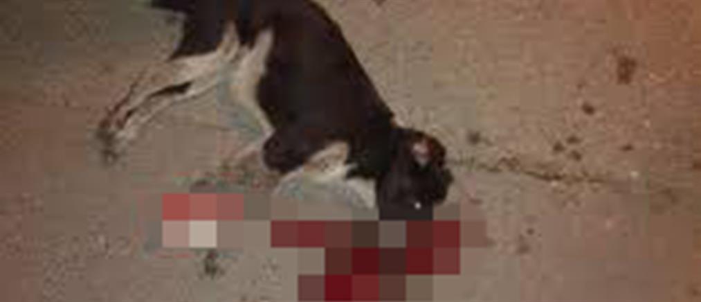 Ένταση στην δίκη ιδιοκτήτη ταβέρνας που είχε σκοτώσει την σκυλίτσα “Μάγκυ” (βίντεο)