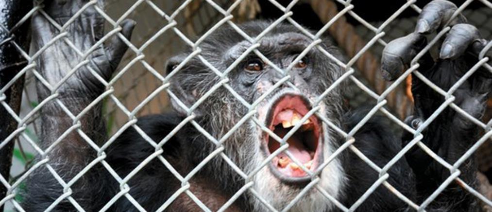Οι χιμπατζήδες δεν έχουν ανθρώπινα δικαιώματα …  και επισήμως