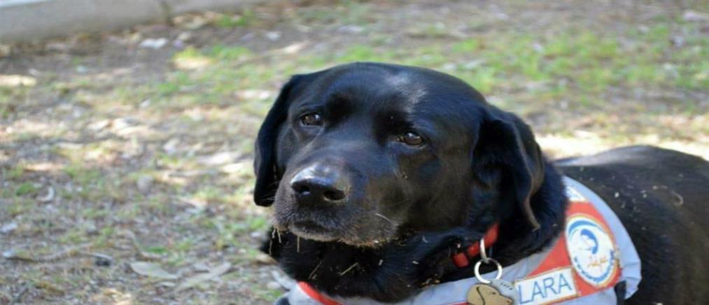 Πέθανε ο πρώτος σκύλος-οδηγός τυφλών στην Ελλάδα