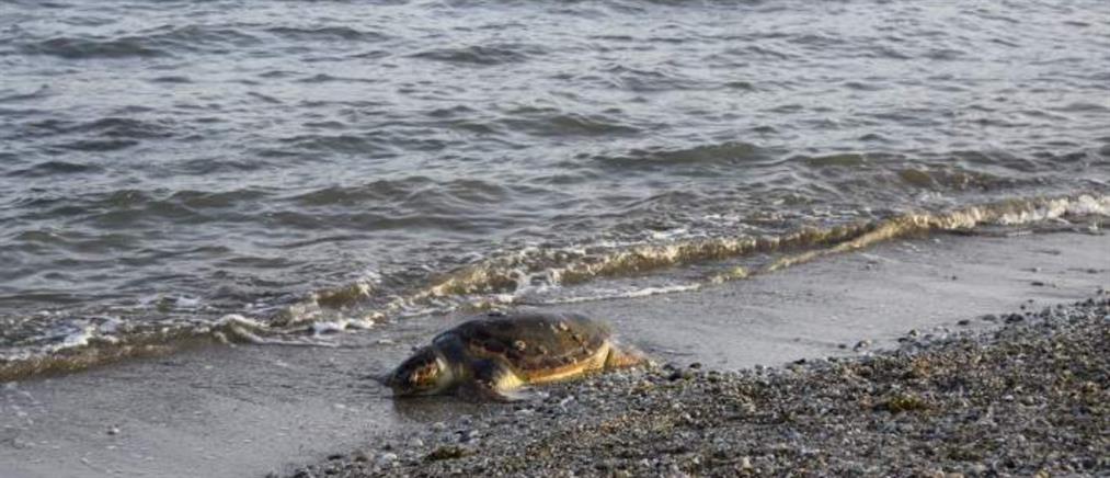 Θλίψη για νεκρή θαλάσσια χελώνα στην παραλία Τρινήσων
