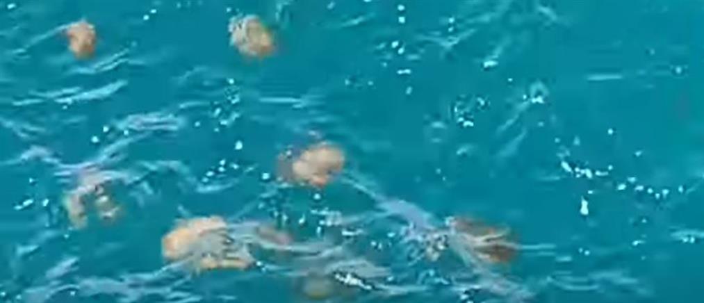 Μέδουσες γέμισαν τα νερά της Χαλκίδας (βίντεο)