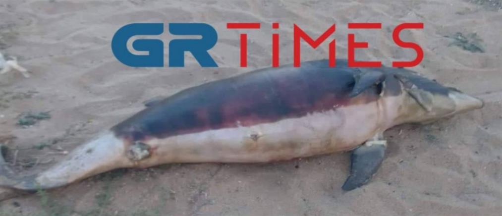 Χαλκιδική: Νεκρό δελφίνι σε παραλία (εικόνες)