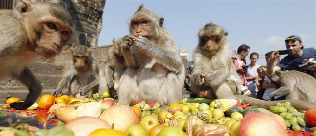 Φαγοπότι για μαϊμούδες στην Ταϊλάνδη
