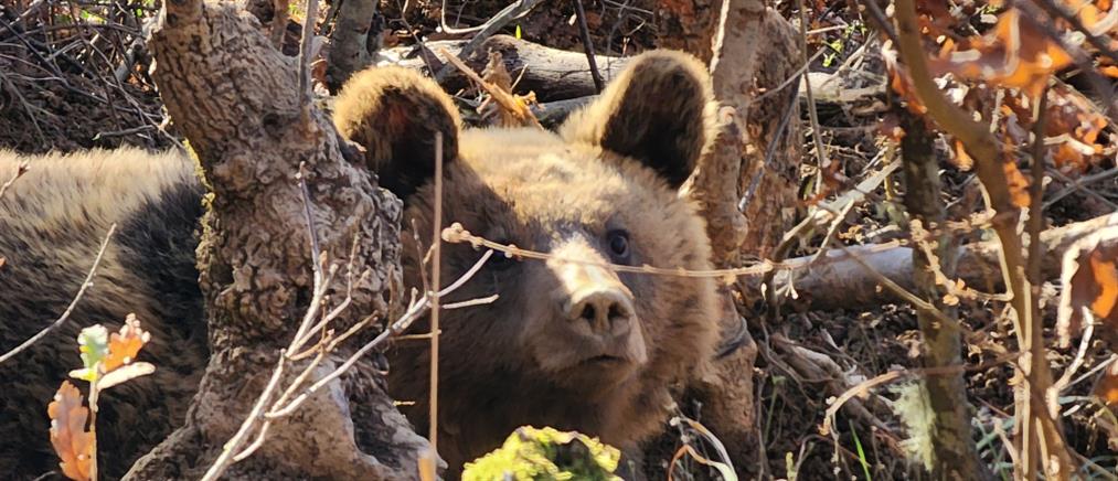 Αρκούδα σώθηκε μετά από συνεργασία περιβαλλοντικών οργανώσεων Ελλάδας - Αλβανίας (εικόνες)