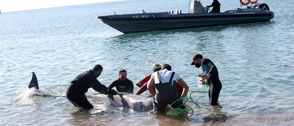 Φάλαινα στον Άλιμο: Αφέθηκε ελεύθερη να κολυμπήσει στα βαθιά