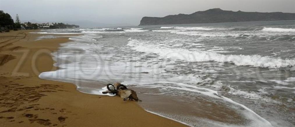 Νεκρά κρι-κρι “ξεβράστηκαν” σε παραλία στα Χανιά! (εικόνες)