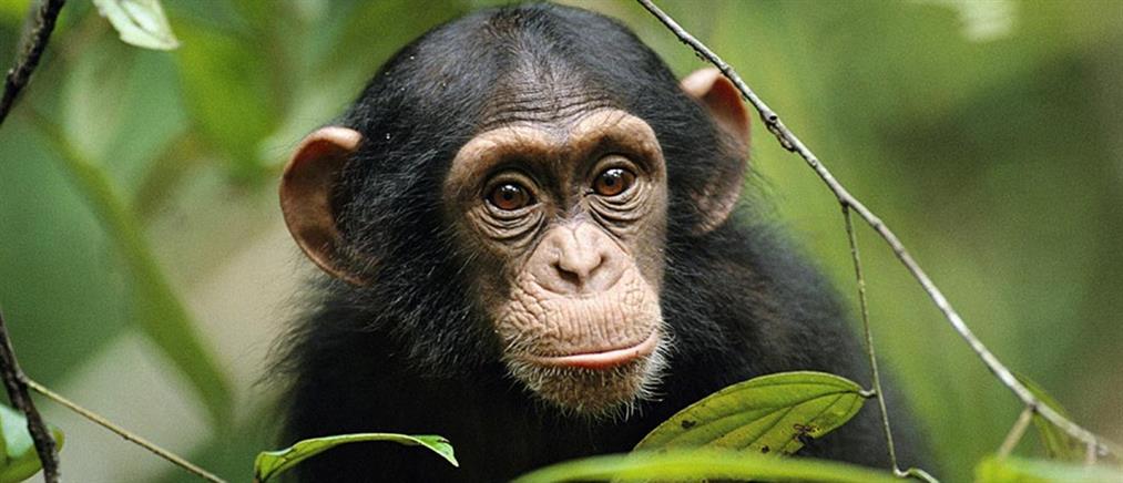 Κούγιας για θάνατο χιμπατζή: ήταν εν ψυχρώ η εκτέλεση του Μπαζού